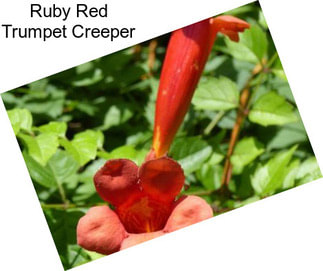 Ruby Red Trumpet Creeper