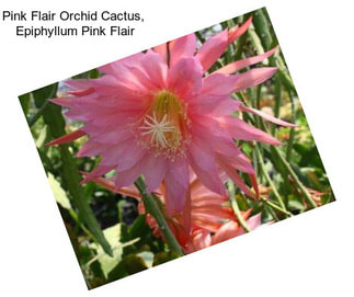 Pink Flair Orchid Cactus,  Epiphyllum Pink Flair