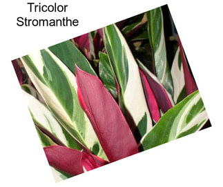 Tricolor Stromanthe