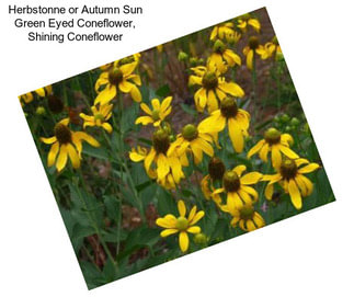 Herbstonne or Autumn Sun Green Eyed Coneflower, Shining Coneflower