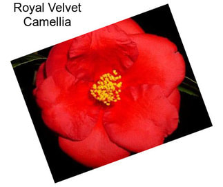 Royal Velvet Camellia