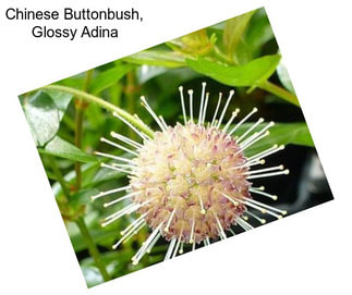 Chinese Buttonbush, Glossy Adina