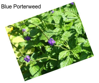 Blue Porterweed