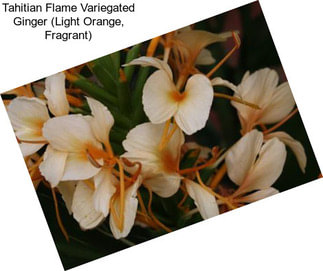 Tahitian Flame Variegated Ginger (Light Orange, Fragrant)