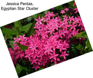 Jessica Pentas, Egyptian Star Cluster