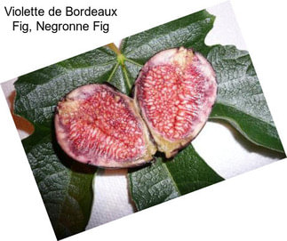 Violette de Bordeaux Fig, Negronne Fig
