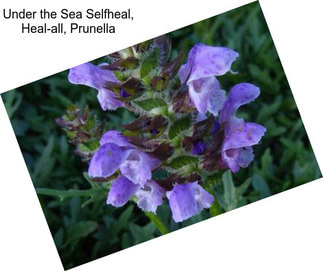 Under the Sea Selfheal, Heal-all, Prunella