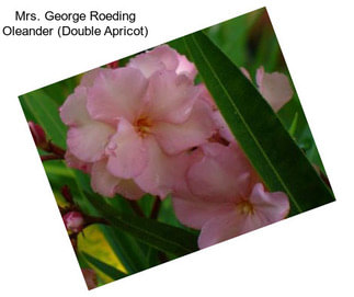 Mrs. George Roeding Oleander (Double Apricot)