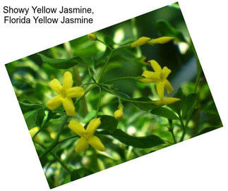 Showy Yellow Jasmine, Florida Yellow Jasmine