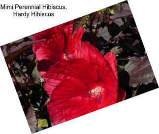 Mimi Perennial Hibiscus, Hardy Hibiscus