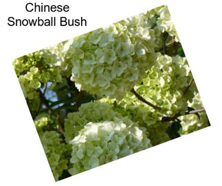 Chinese Snowball Bush