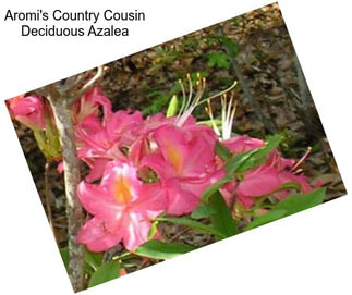 Aromi\'s Country Cousin Deciduous Azalea