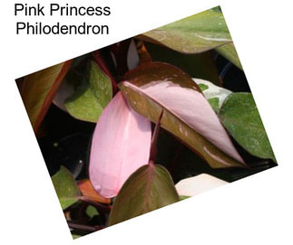 Pink Princess Philodendron