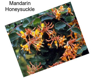 Mandarin Honeysuckle