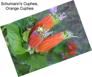 Schumann\'s Cuphea, Orange Cuphea