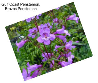 Gulf Coast Penstemon, Brazos Penstemon