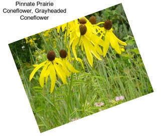 Pinnate Prairie Coneflower, Grayheaded Coneflower