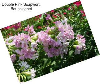 Double Pink Soapwort, Bouncingbet