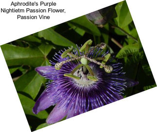 Aphrodite\'s Purple Nightietm Passion Flower, Passion Vine