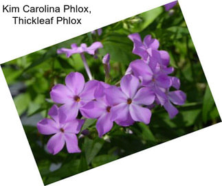 Kim Carolina Phlox, Thickleaf Phlox