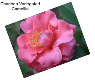 Charlean Variegated Camellia