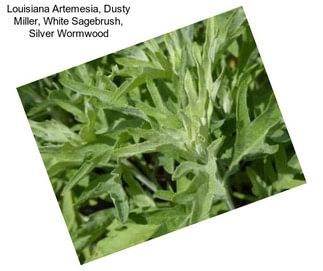 Louisiana Artemesia, Dusty Miller, White Sagebrush, Silver Wormwood