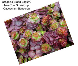 Dragon\'s Blood Sedum, Two-Row Stonecrop, Caucasian Stonecrop