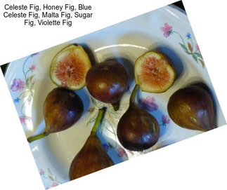 Celeste Fig, Honey Fig, Blue Celeste Fig, Malta Fig, Sugar Fig, Violette Fig