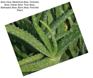 Aloe Vera, Medicinal Aloe, Chinese Aloe, Indian Aloe, True Aloe, Barbados Aloe, Burn Aloe, First Aid Plant