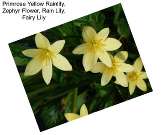 Primrose Yellow Rainlily, Zephyr Flower, Rain Lily, Fairy Lily