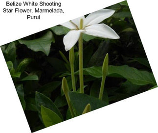 Belize White Shooting Star Flower, Marmelada, Purui