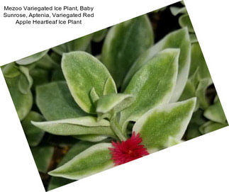 Mezoo Variegated Ice Plant, Baby Sunrose, Aptenia, Variegated Red Apple Heartleaf Ice Plant