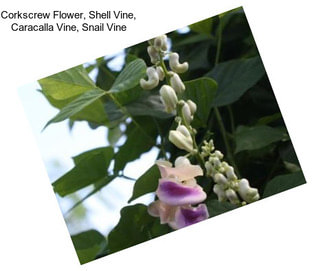 Corkscrew Flower, Shell Vine, Caracalla Vine, Snail Vine