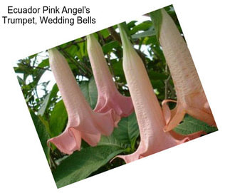 Ecuador Pink Angel\'s Trumpet, Wedding Bells