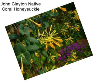 John Clayton Native Coral Honeysuckle