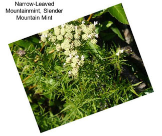 Narrow-Leaved Mountainmint, Slender Mountain Mint