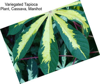 Variegated Tapioca Plant, Cassava, Manihot