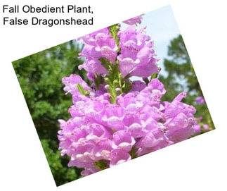 Fall Obedient Plant, False Dragonshead