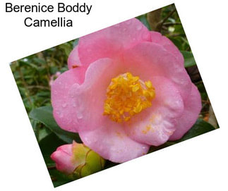 Berenice Boddy Camellia