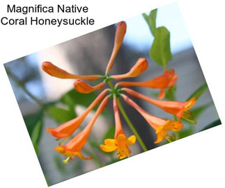 Magnifica Native Coral Honeysuckle