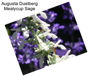 Augusta Duelberg Mealycup Sage