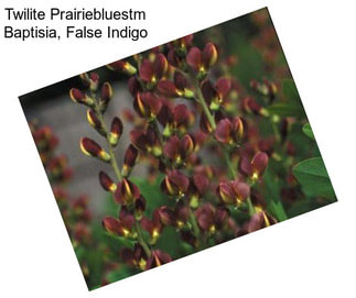 Twilite Prairiebluestm Baptisia, False Indigo