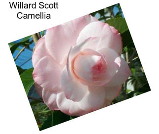 Willard Scott Camellia