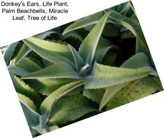 Donkey\'s Ears, Life Plant, Palm Beachbells, Miracle Leaf, Tree of Life