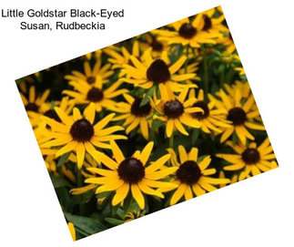 Little Goldstar Black-Eyed Susan, Rudbeckia