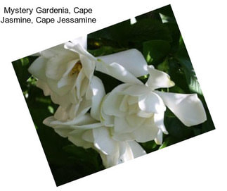 Mystery Gardenia, Cape Jasmine, Cape Jessamine