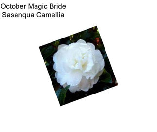 October Magic Bride Sasanqua Camellia