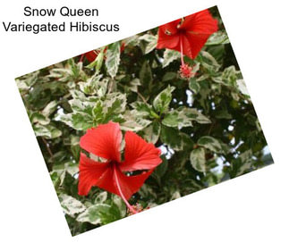 Snow Queen Variegated Hibiscus