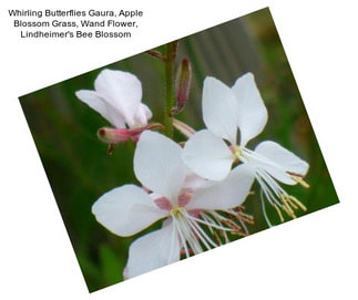 Whirling Butterflies Gaura, Apple Blossom Grass, Wand Flower, Lindheimer\'s Bee Blossom