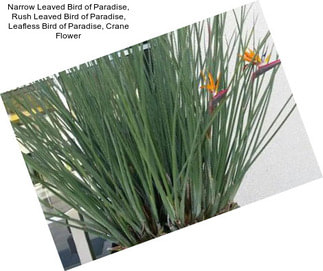 Narrow Leaved Bird of Paradise, Rush Leaved Bird of Paradise, Leafless Bird of Paradise, Crane Flower